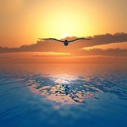 Image of bird flying over the ocean